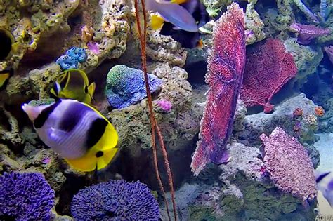 aquarium webcam|Live cams